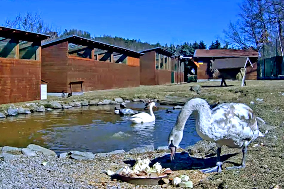 swan feeding