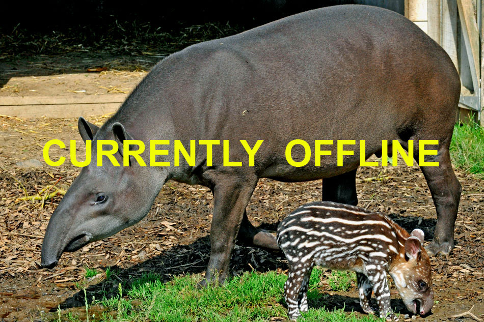 tapir mother and baby