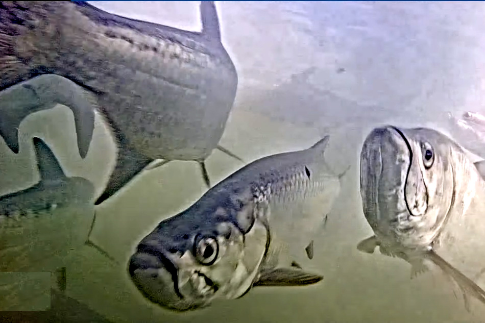 tarpon swimming underwater