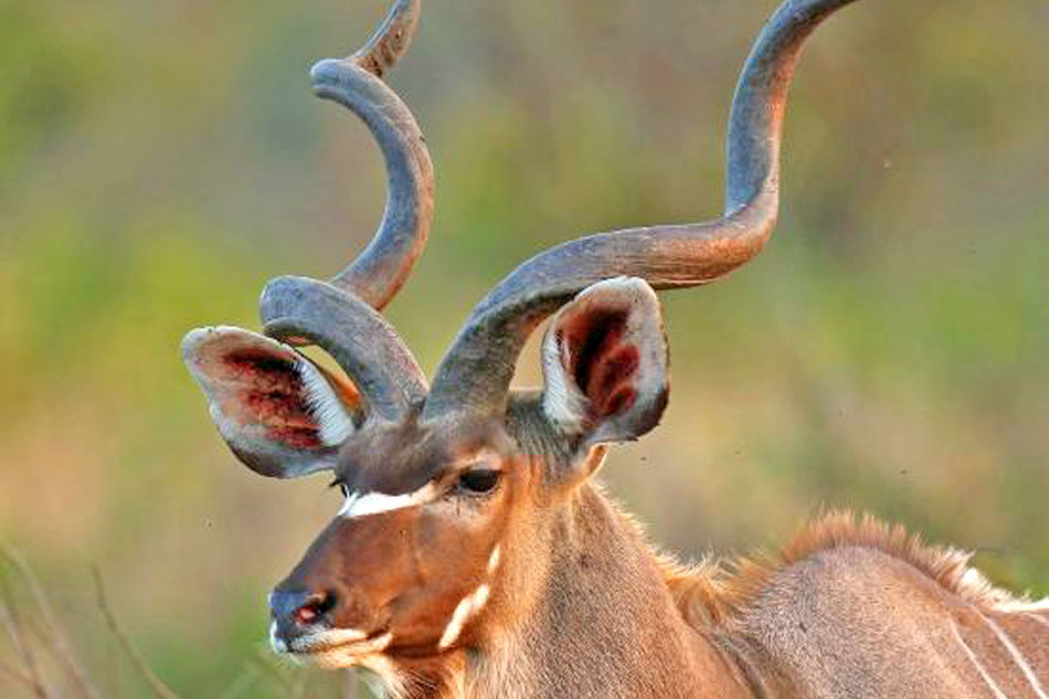 Kudu Bull