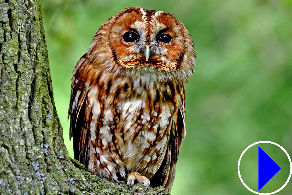 tawny owl in a tree