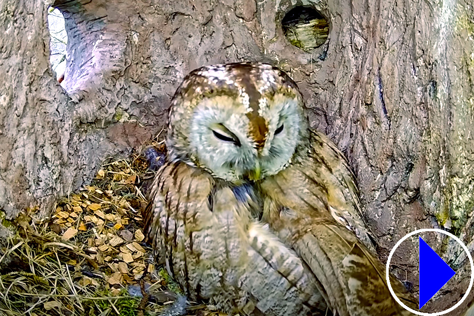 tawny owl in denmark 