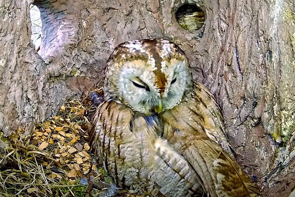 tawny owl in denmark