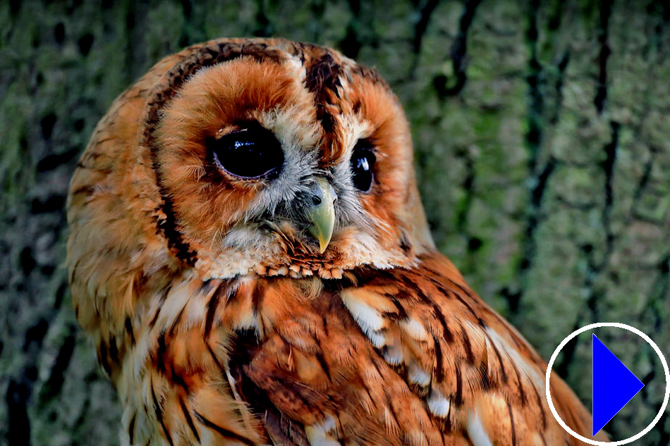 tawny owl head