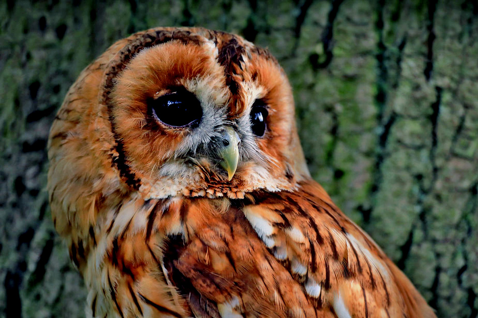 tawny owls nesting in cornwall