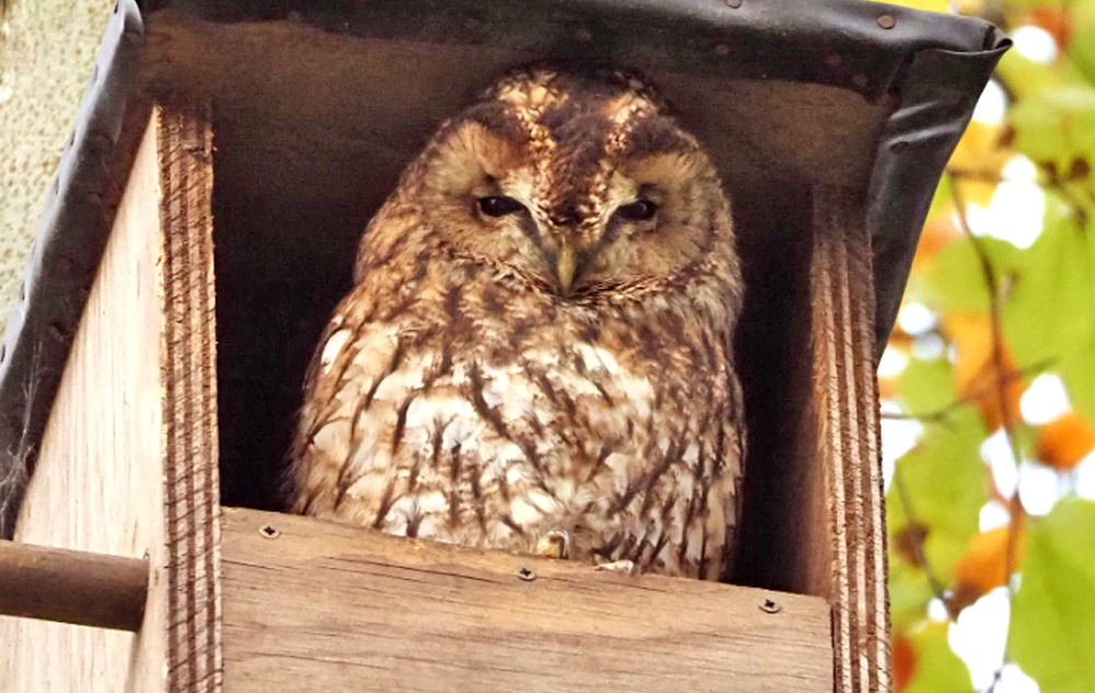 tawny owl in a nest box looking out