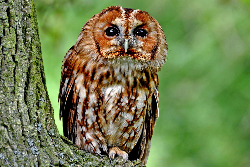 tawny owl in a tree