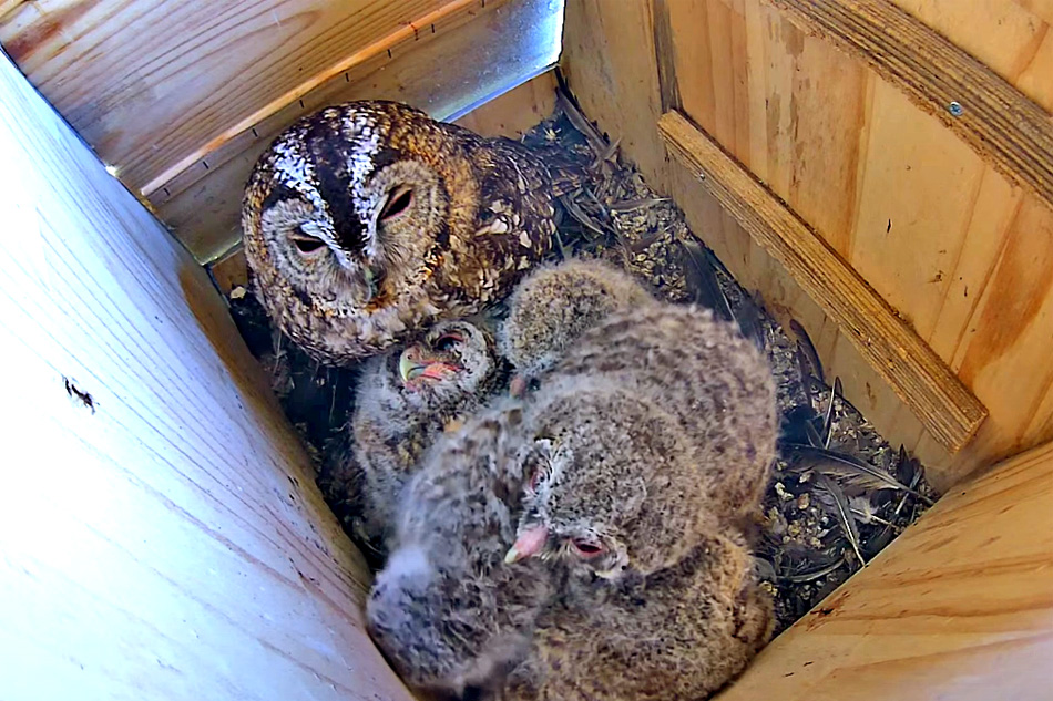 tawny owls in a nest box in spain