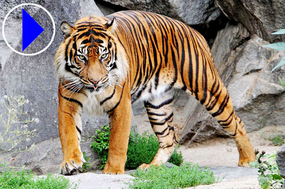 Sumatran tiger in a zoo