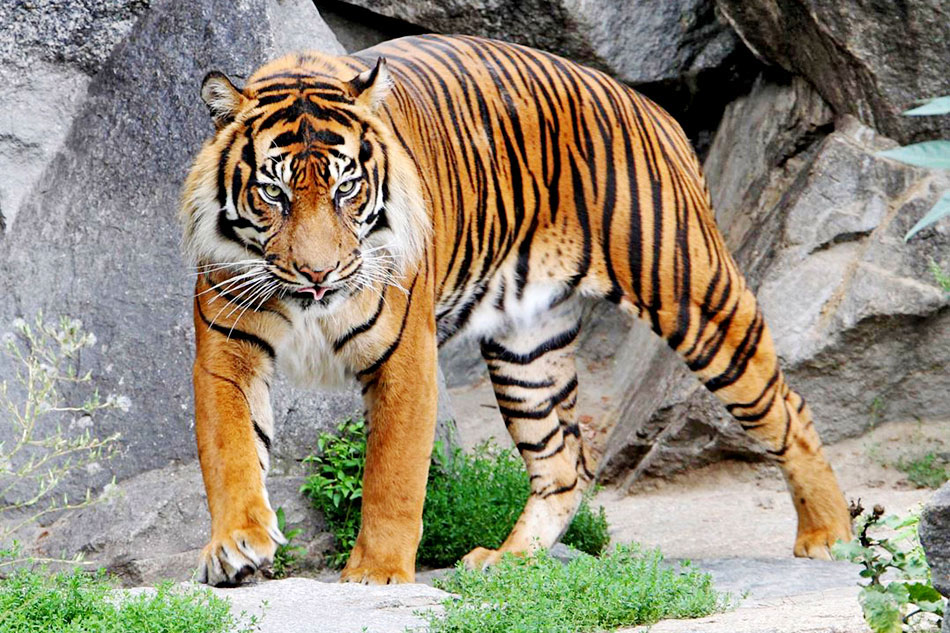 sumatran tiger in a zoo