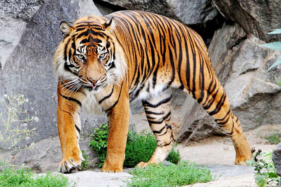 sumatran tiger