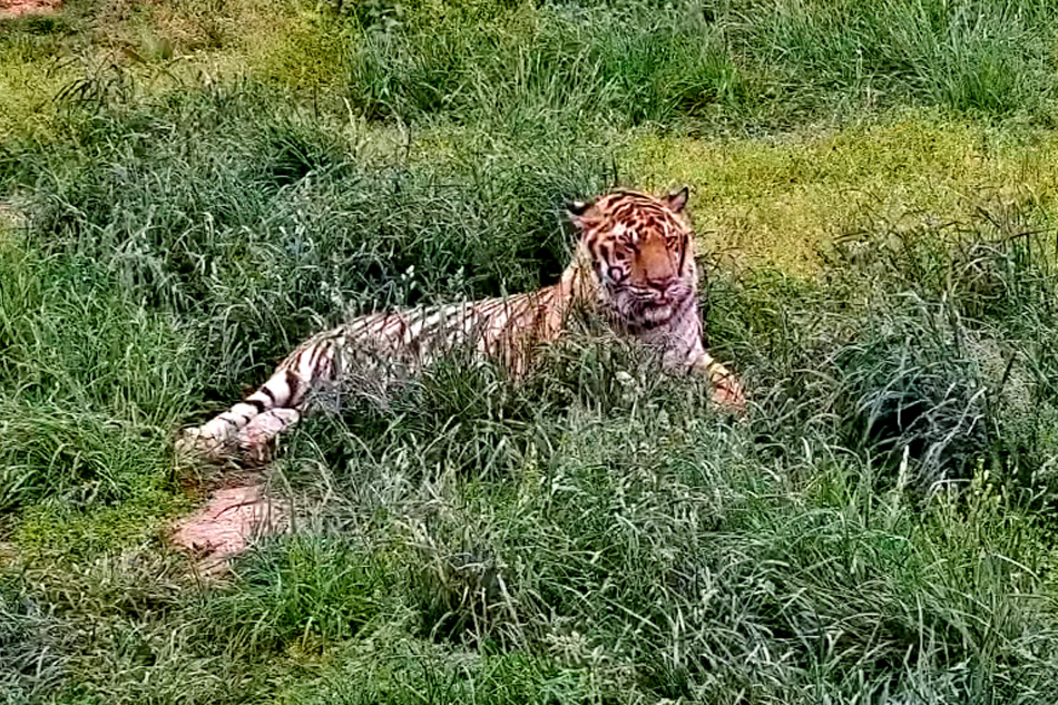 tiger at turpentine creek wildlife refuge