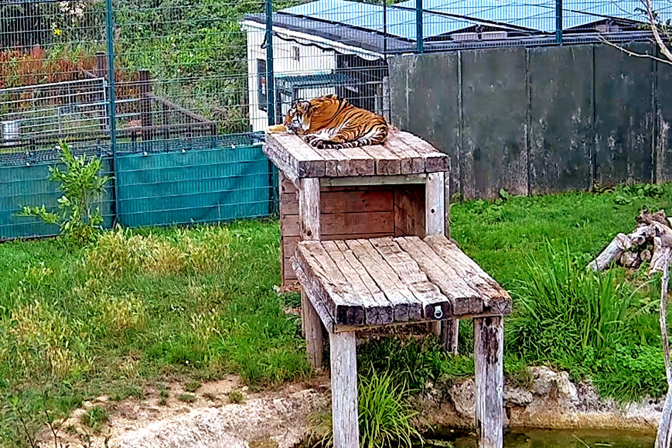 tiger at wildheart animal sanctuary