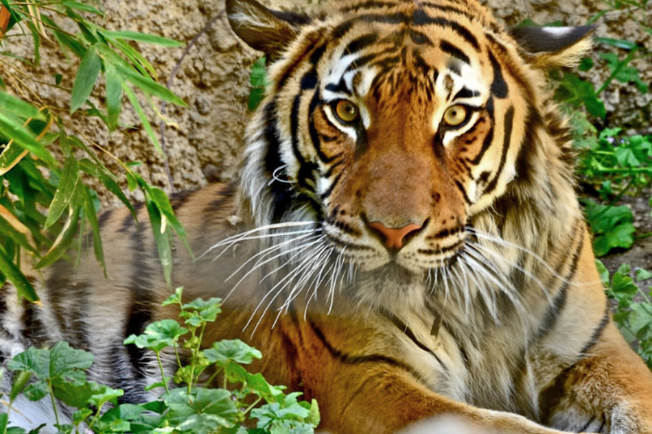 Live Streaming cams Tigers and Lions Zoos