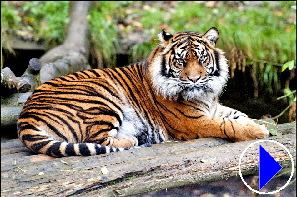 sumatran tiger lying down