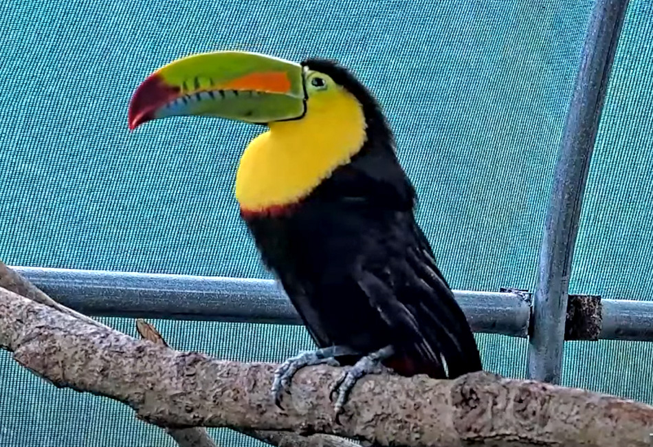 toucan in costa rica