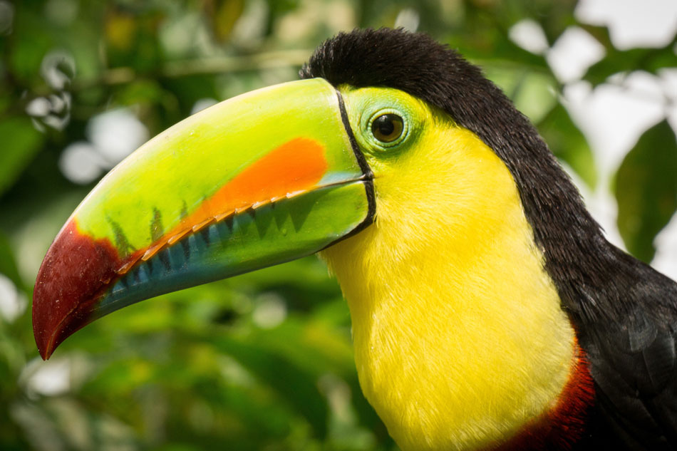 keel-billed toucan in costa rica