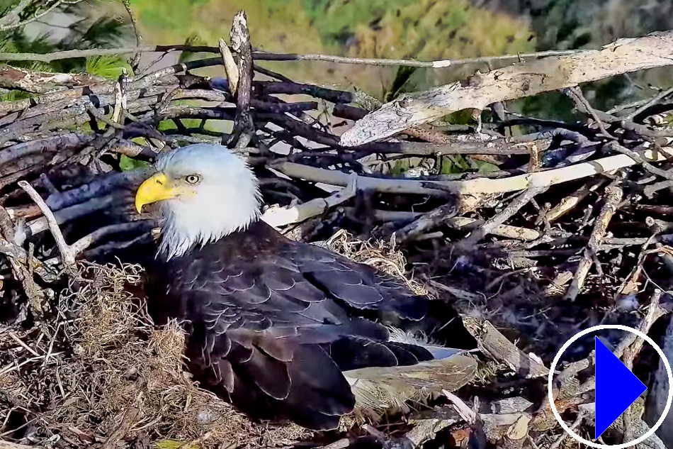 bald eagle nest in trempealeau