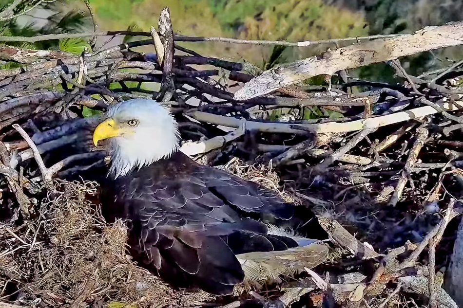 bald eagle nest wisconsin