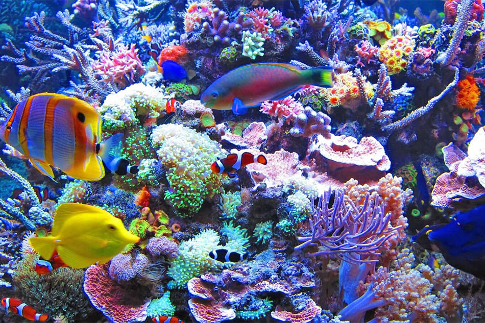 Tropical Reef Aquarium