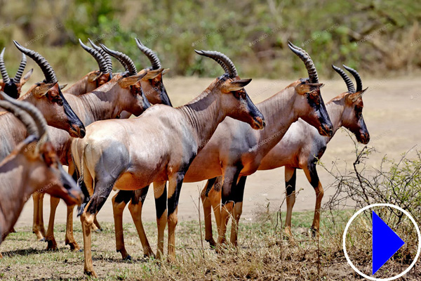 Topi in Kenya
