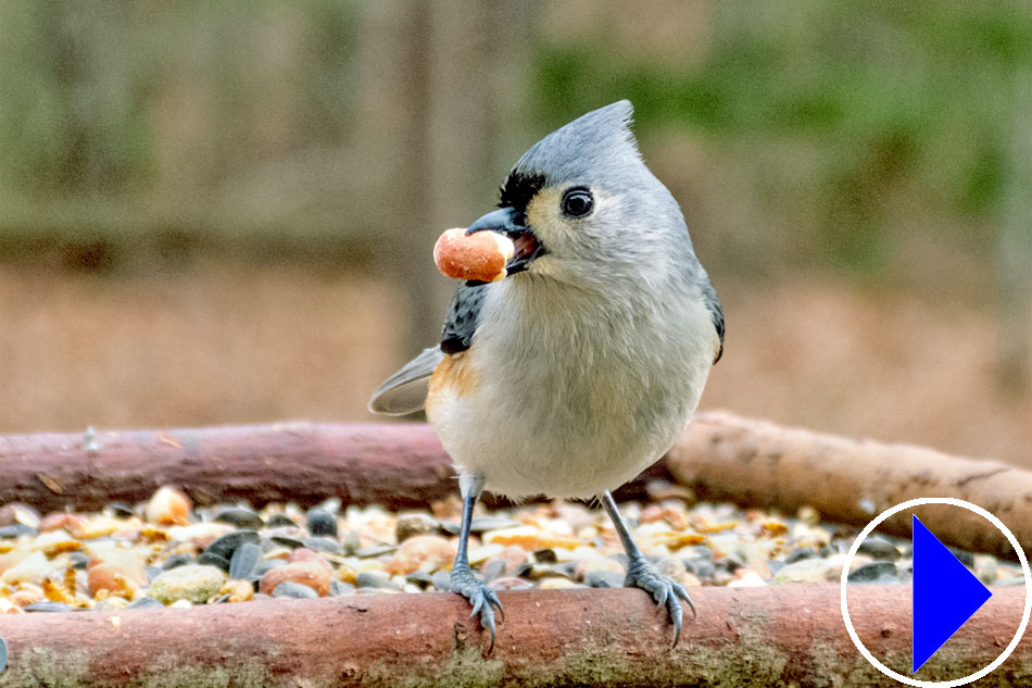 tufted titmouse