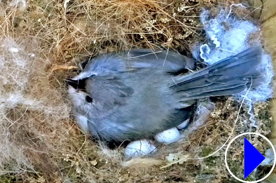 tufted titmouse nest