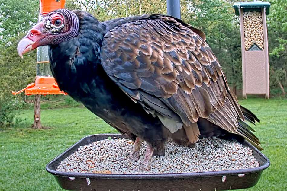 turkey vulture at a bird feeder