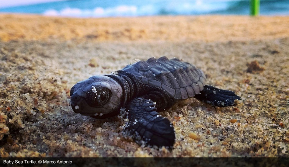 loggerhead turtlehatcling