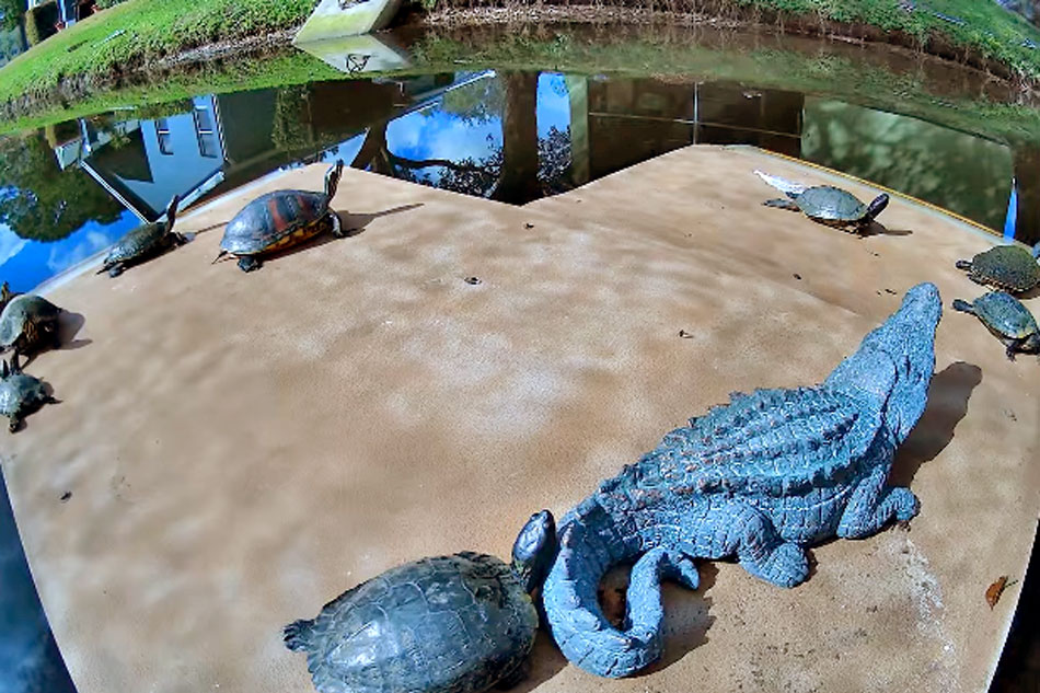 painted turtles