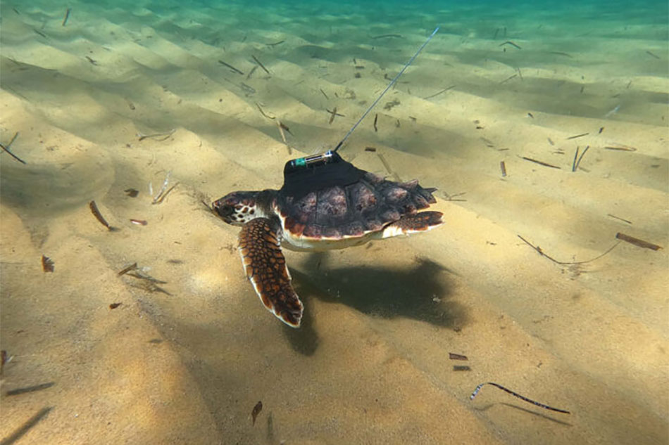 loggerhead turtle fitted with satelite device