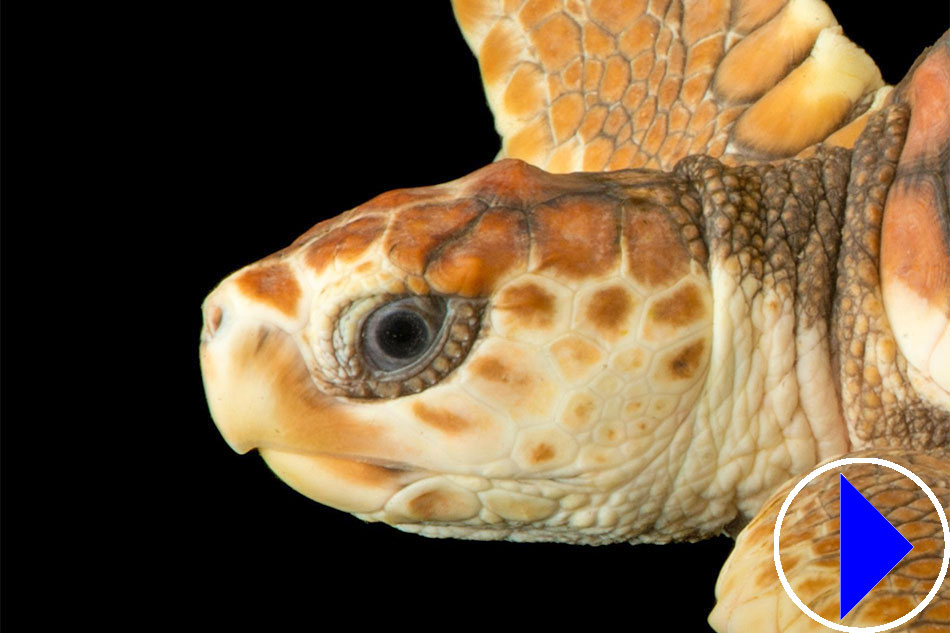 Head of a Turtle