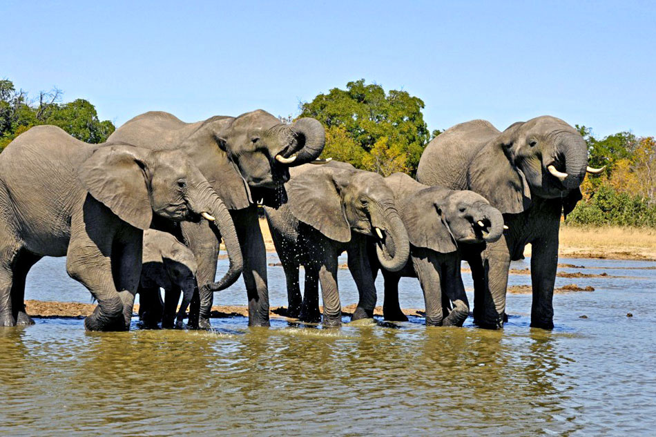 African Elephants at a waterhole