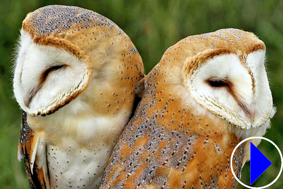 tow barn owls