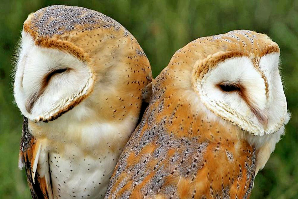 two barn owls