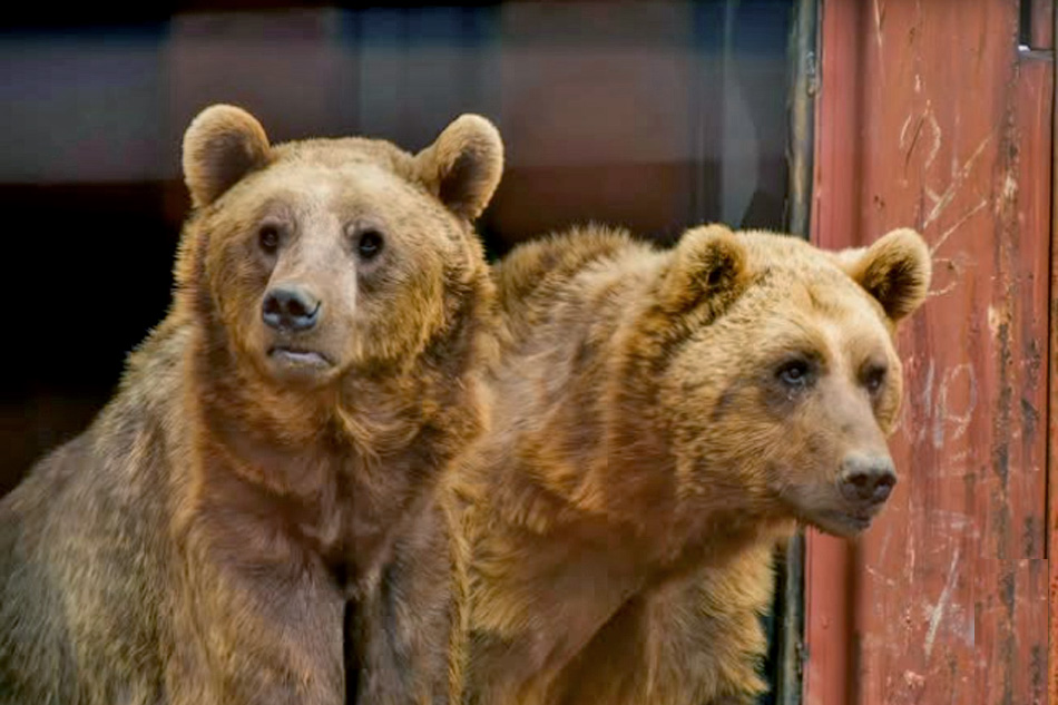 brown bear at wildheart animal sanctuary