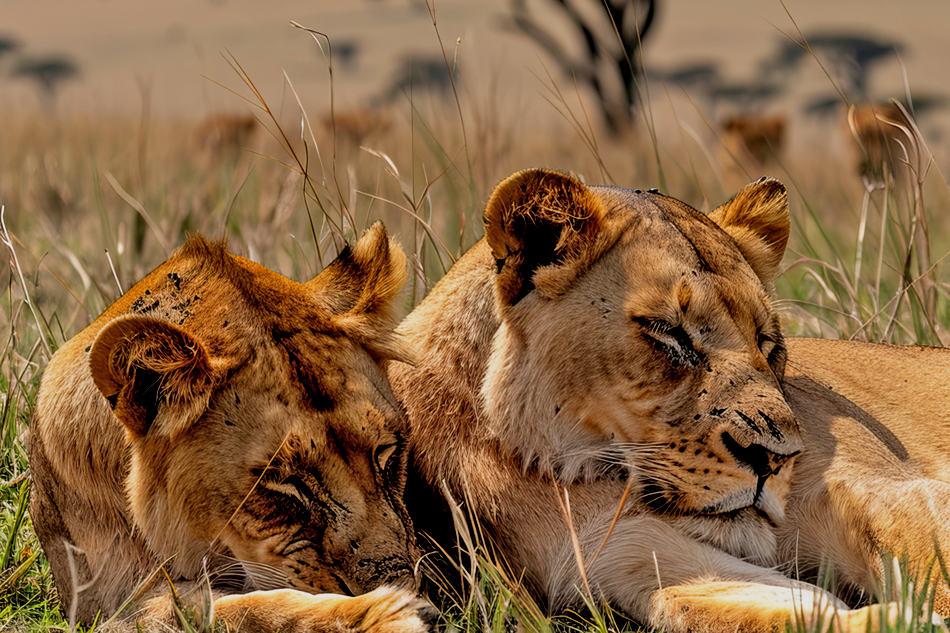 two lions relaxing