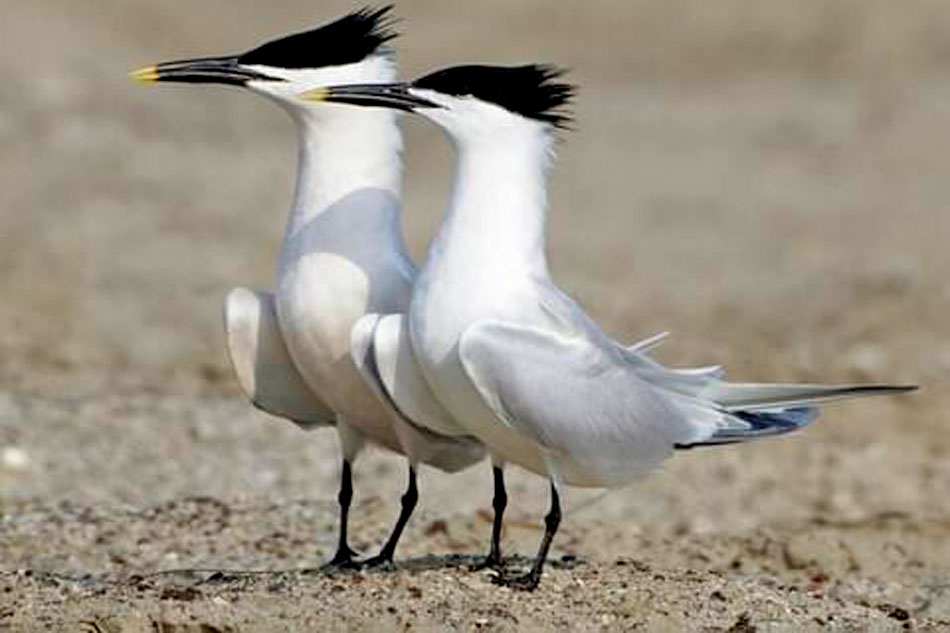 two sandwich terns