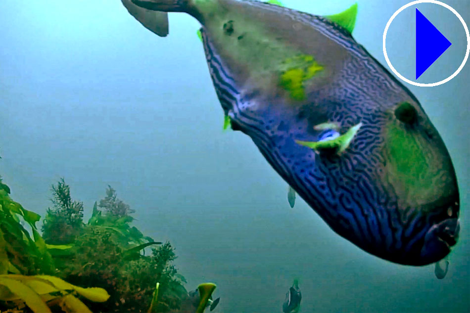 large fish underwater at popes eye