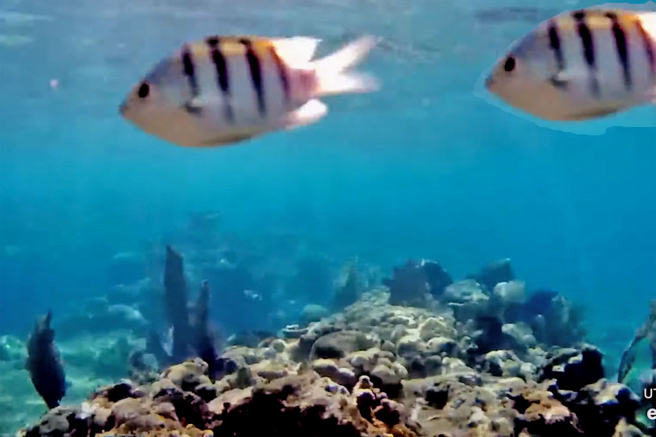 reef fish in honduras