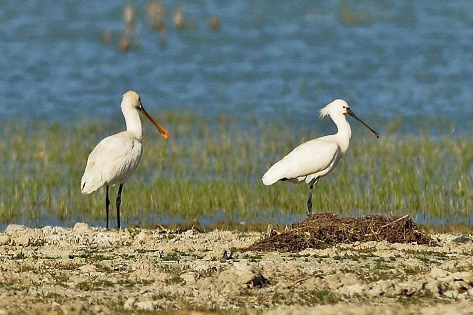 Spoonbills