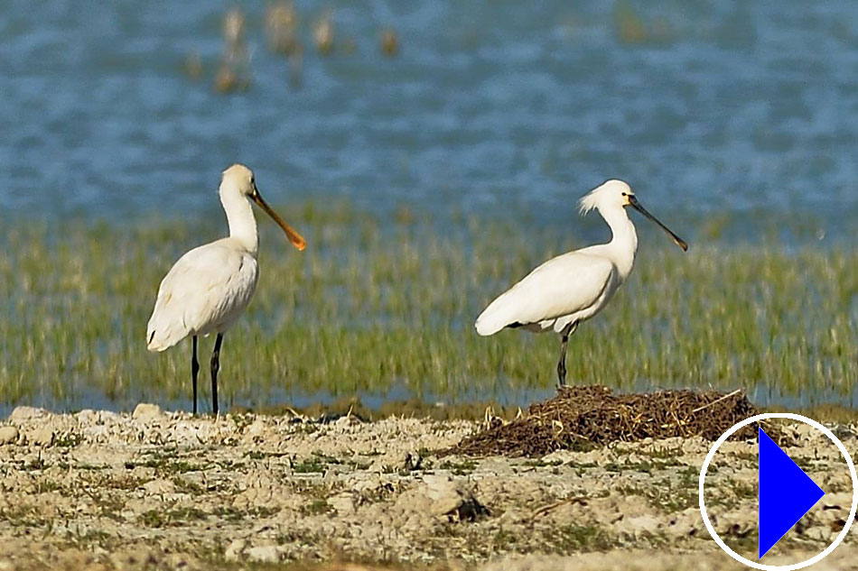 two spoonbill storks