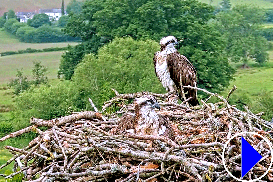 ospreys in the usk valley in wales