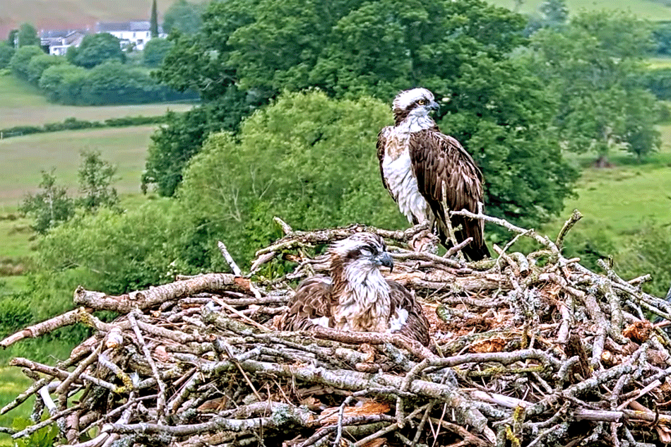 ospreys in the usk valley