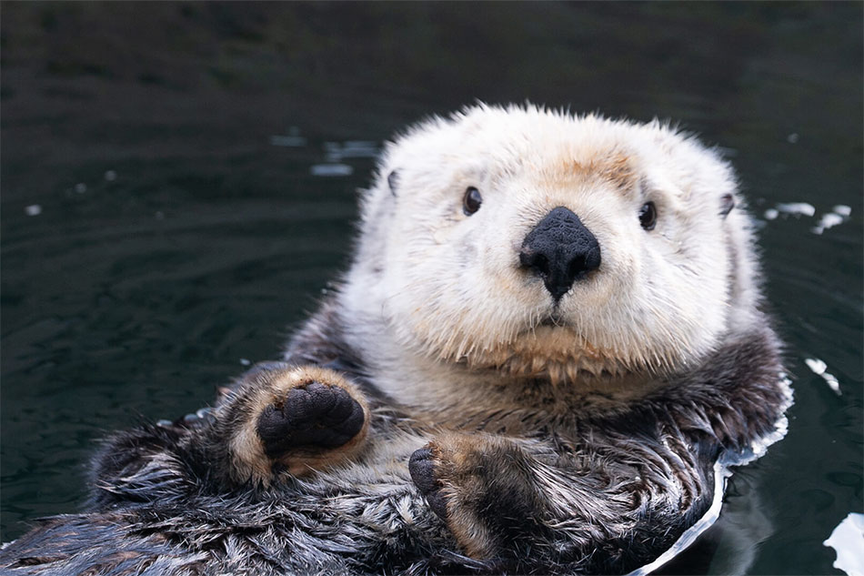 Sea Otter at Vancouver Aquarium