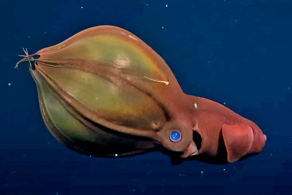 vampire squid