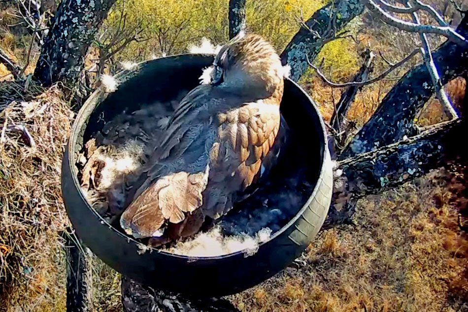 verreauxs eagle owl in a nest