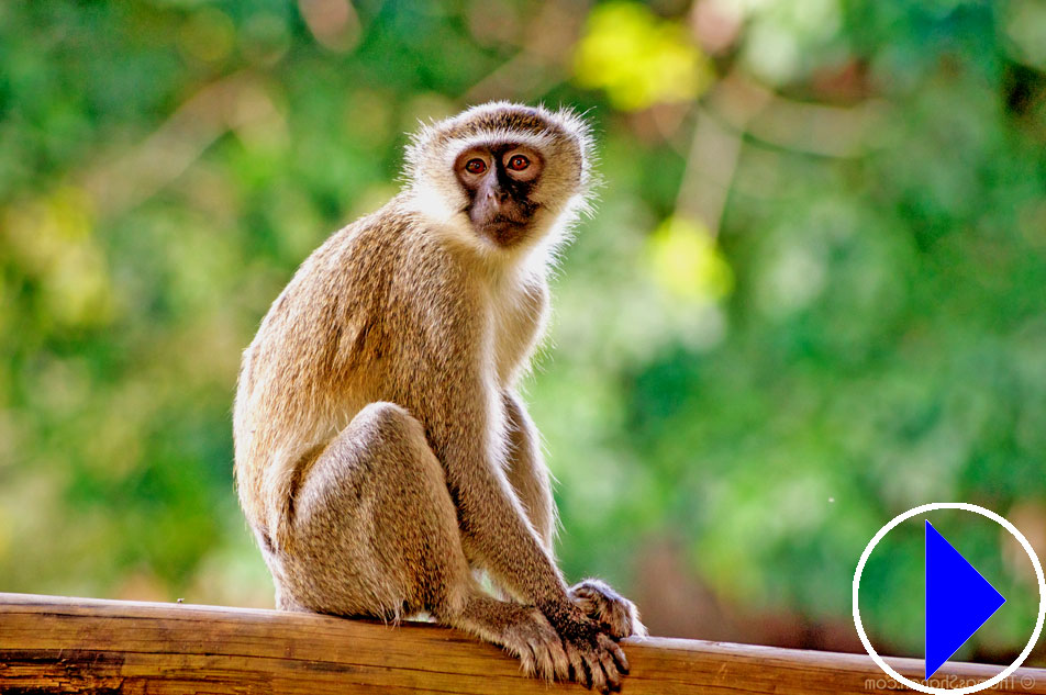 vervet monkey