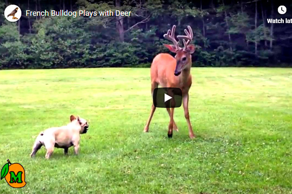 french bulldog and deer