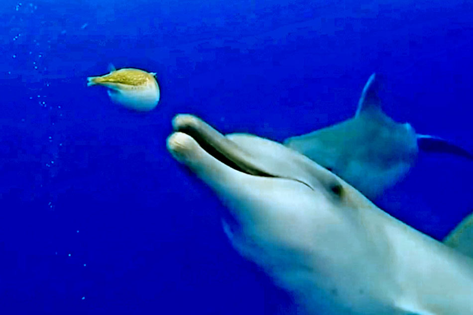 dolphin with a puffer fish